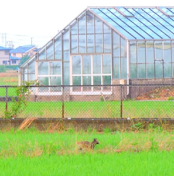 ハクビシンとの遭遇