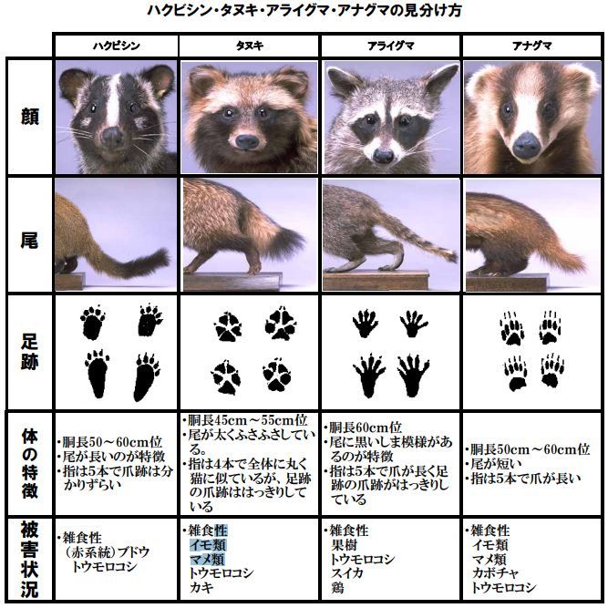 ハクビシンとの遭遇