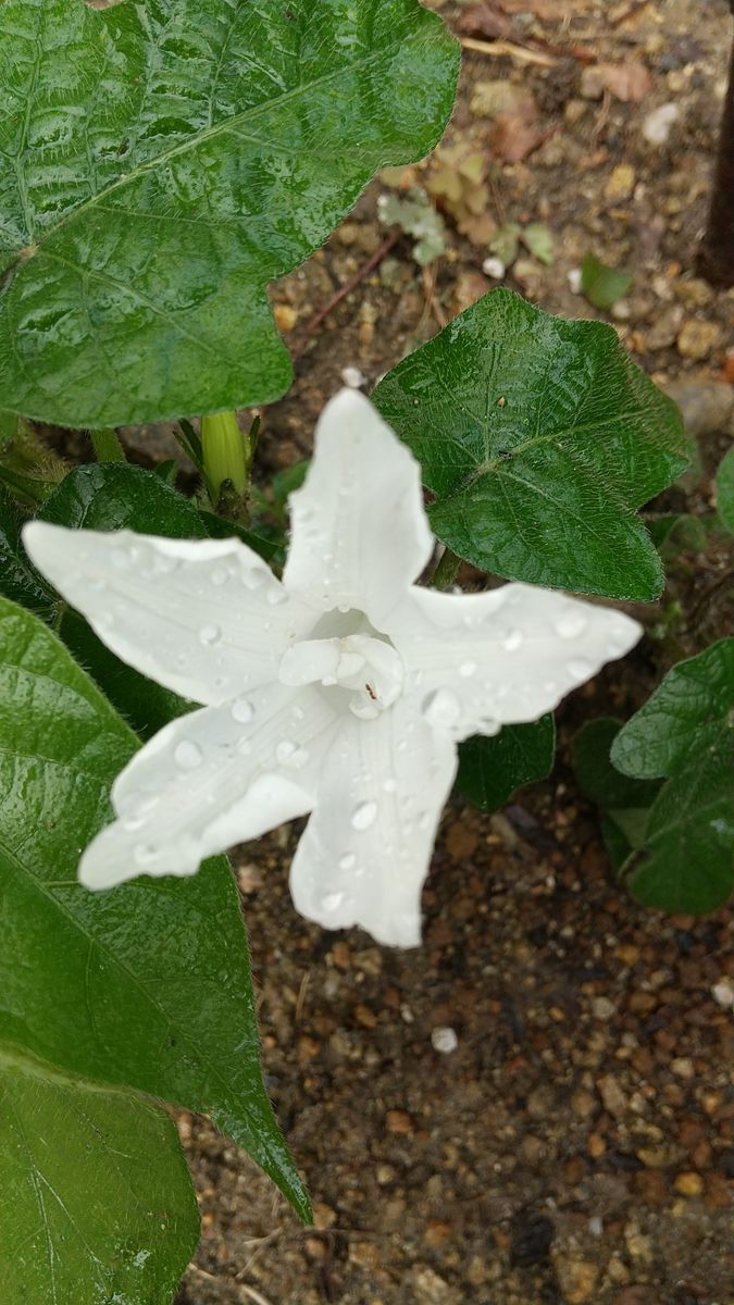 変化朝顔開花🌿