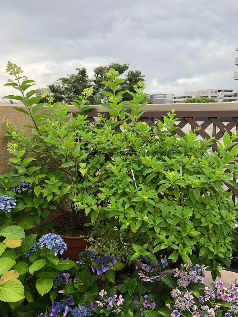 どんより…梅雨空