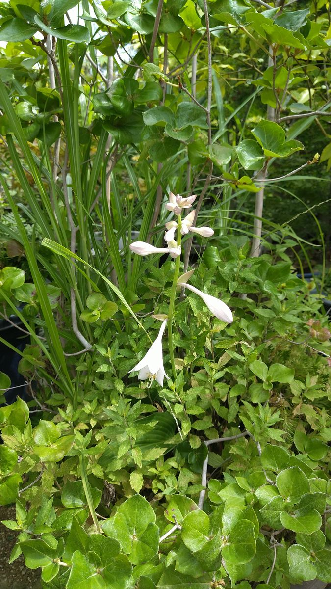 寄せ植えの中から白花のギボウシ🌱