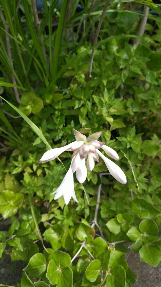 寄せ植えの中から白花のギボウシ🌱