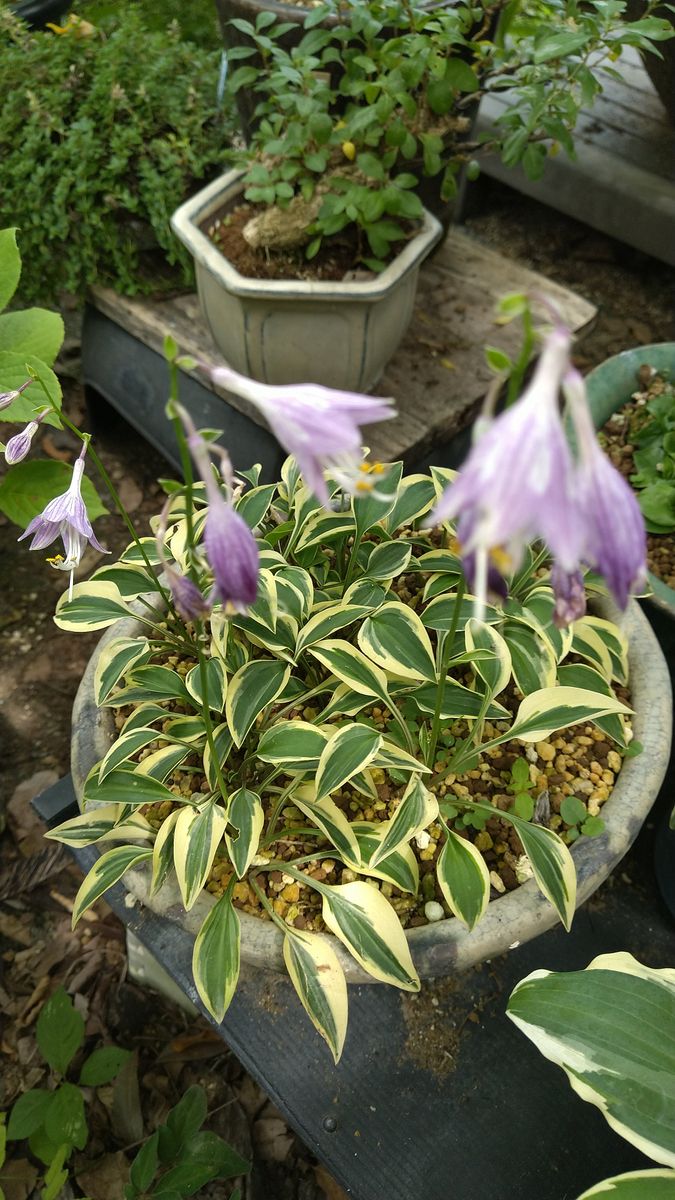 寄せ植えの中から白花のギボウシ🌱