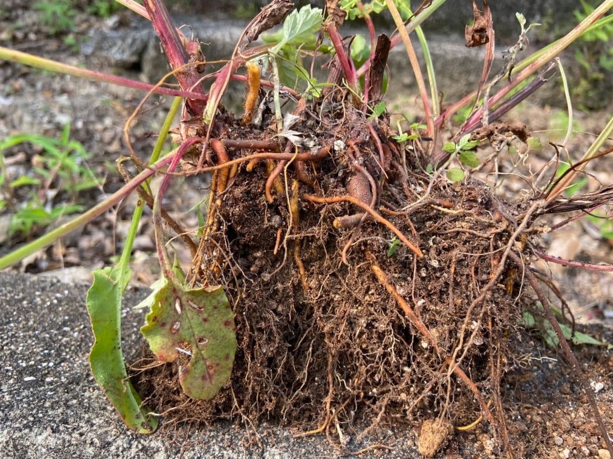 紫陽花の鉢の除草２－２