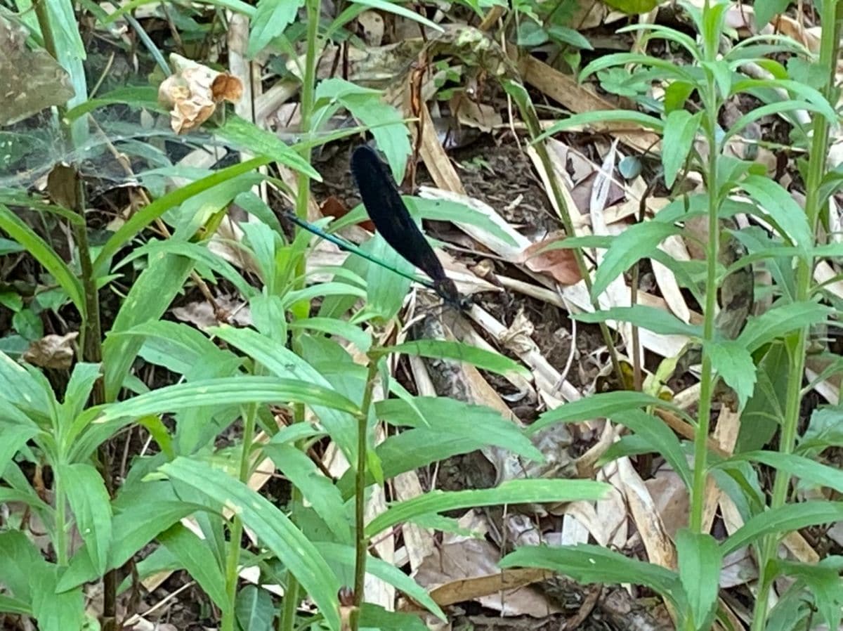 紫陽花の鉢の除草２－２