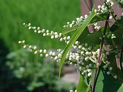 今夏も食卓上に涼しさを呼ぶ『斑入りヤマノイモ』を。