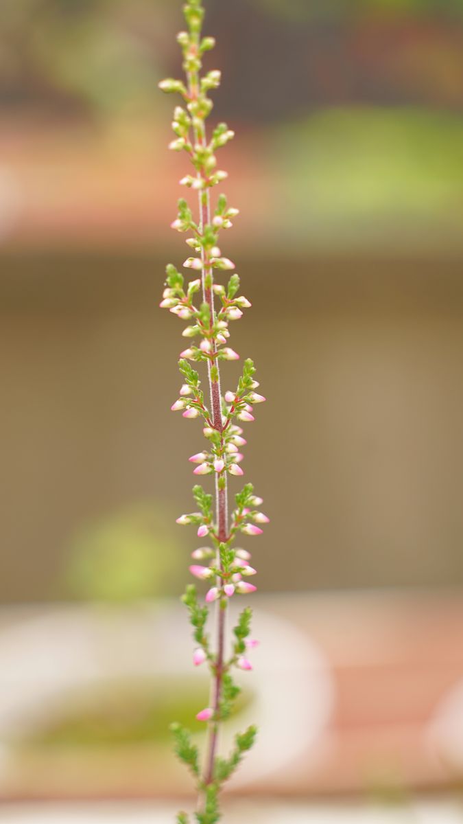 ゴマダラカミキリ (虫の写真有・閲覧注意)