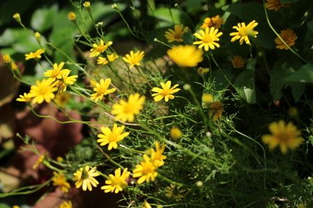 夏らしいお花