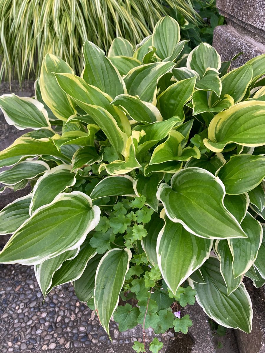 今日の開花