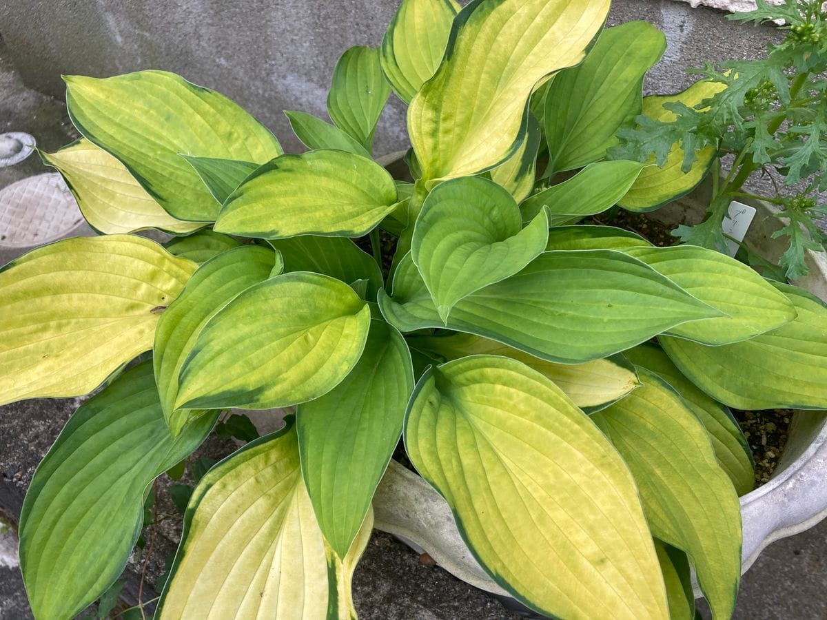 今日の開花