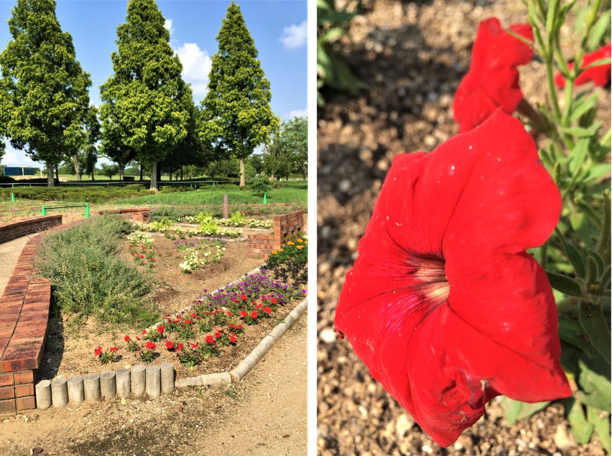 外出先で見た草花（６８）：  市立公園＜２＞