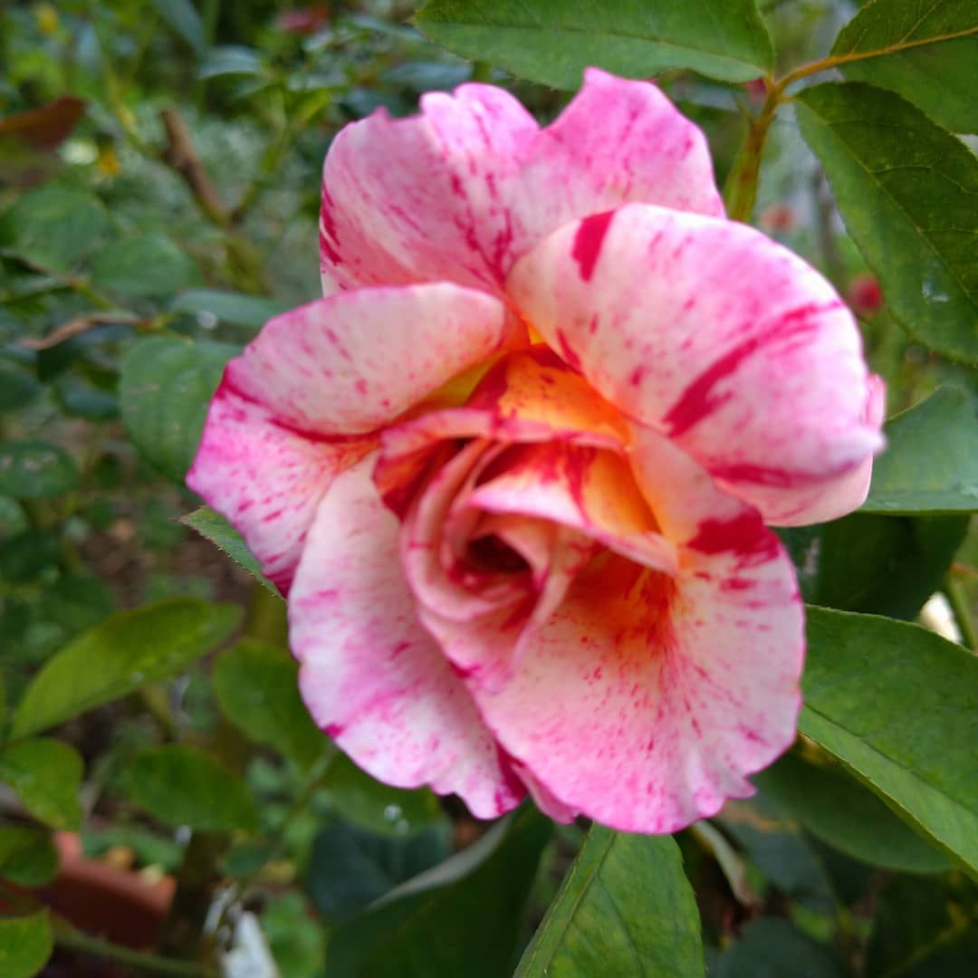 今日のいち押しの薔薇さん🌹㉚