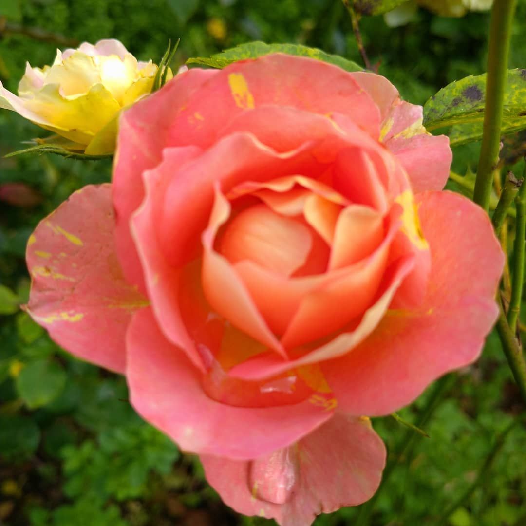 今日のいち押しの薔薇さん🌹㉚