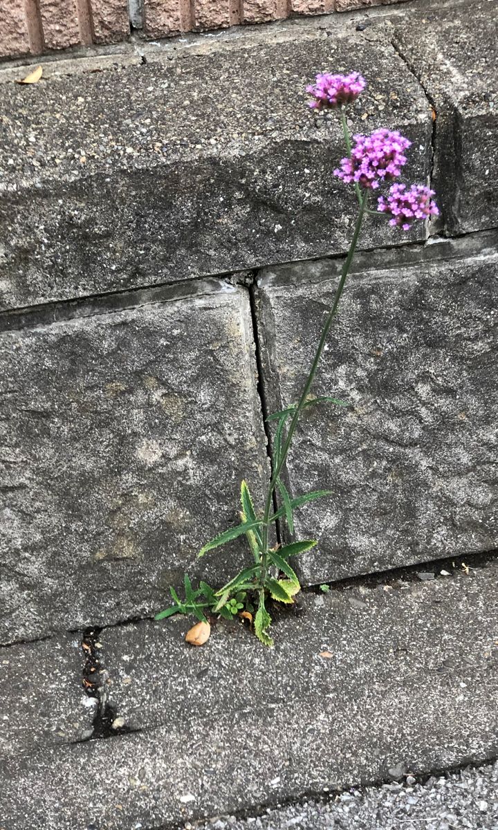 チョコざいなヤツ