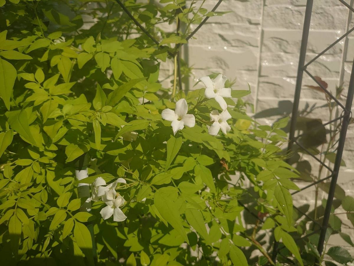 地植えで越冬できた夏の花