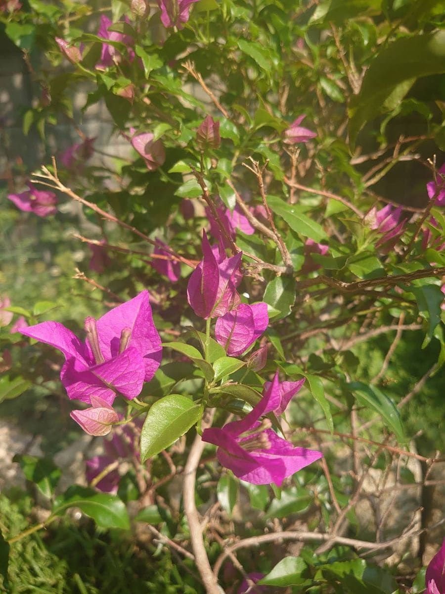 地植えで越冬できた夏の花