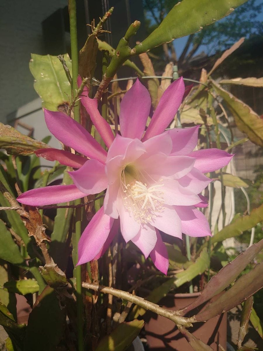 地植えで越冬できた夏の花