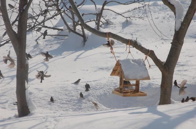 吹雪のち晴れ