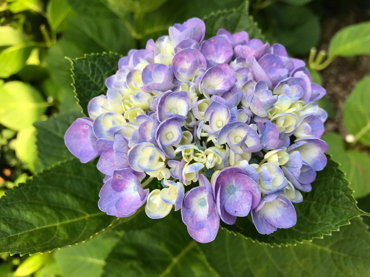 やっと色付いた紫陽花