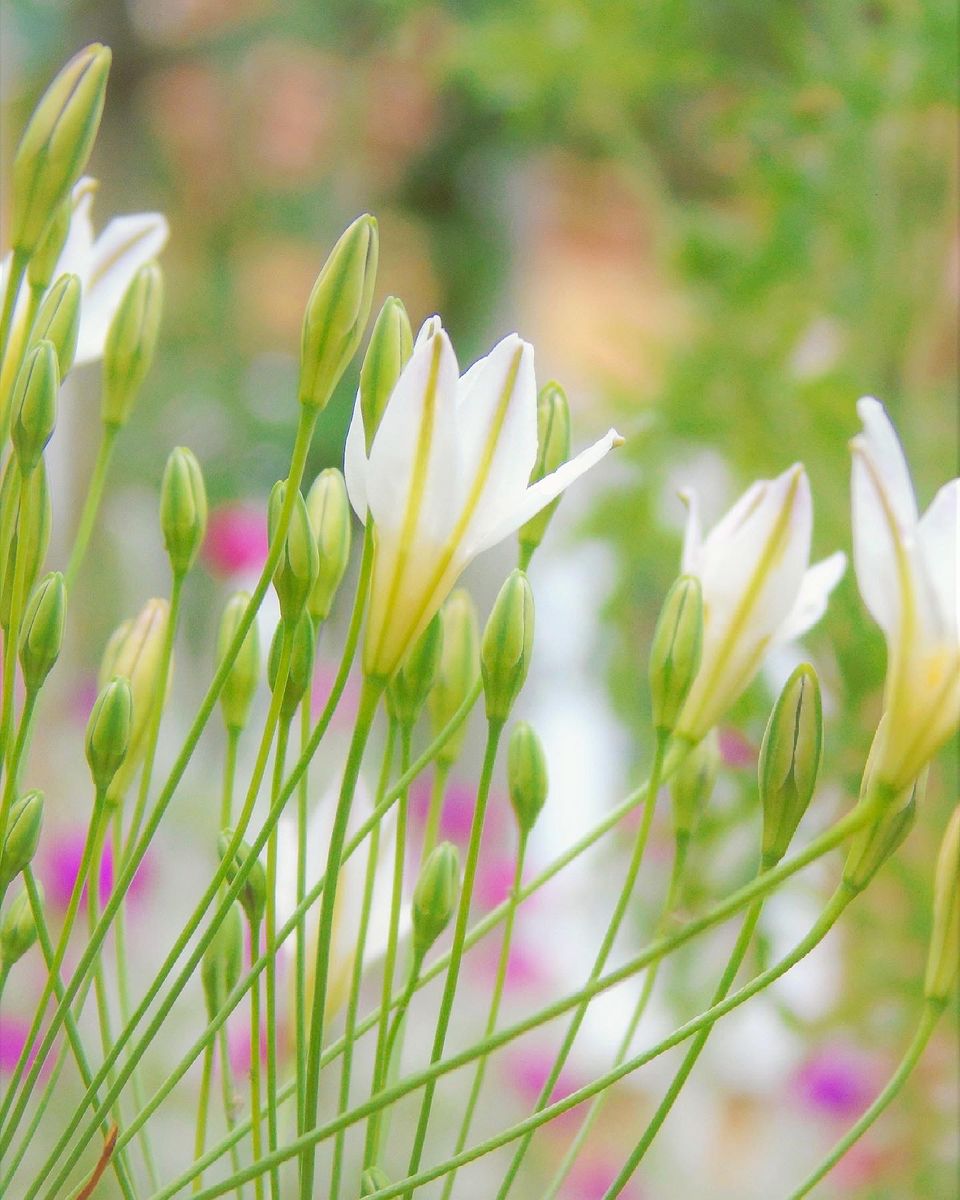 秋植え球根トリ組