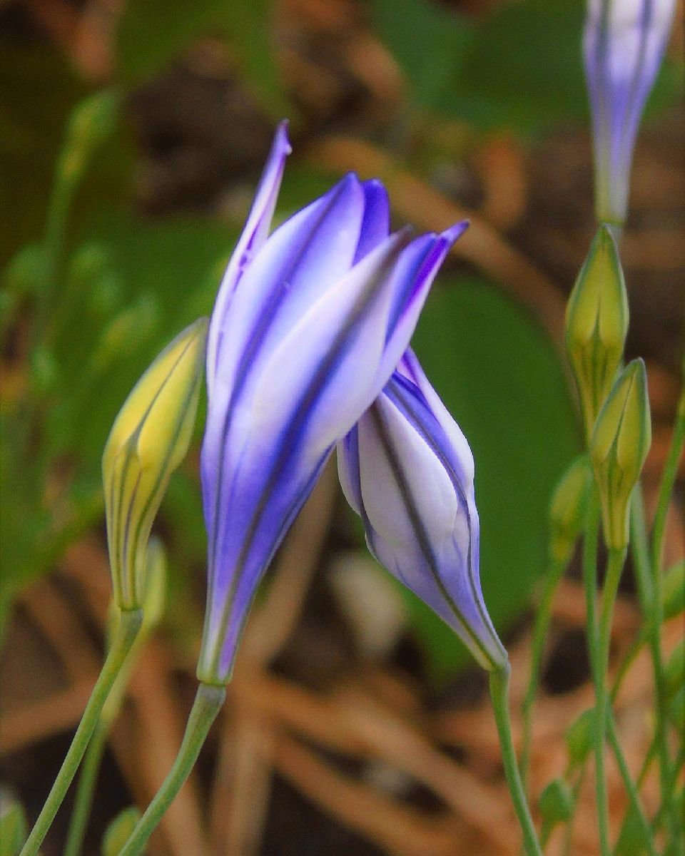 秋植え球根トリ組