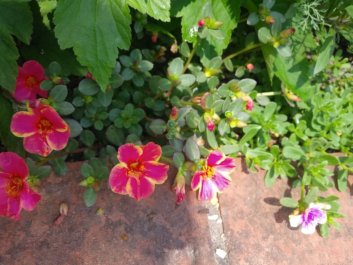 夏の花壇になってきました💓😄