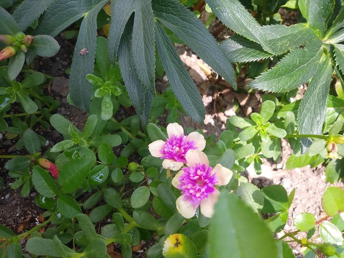 夏の花壇になってきました💓😄