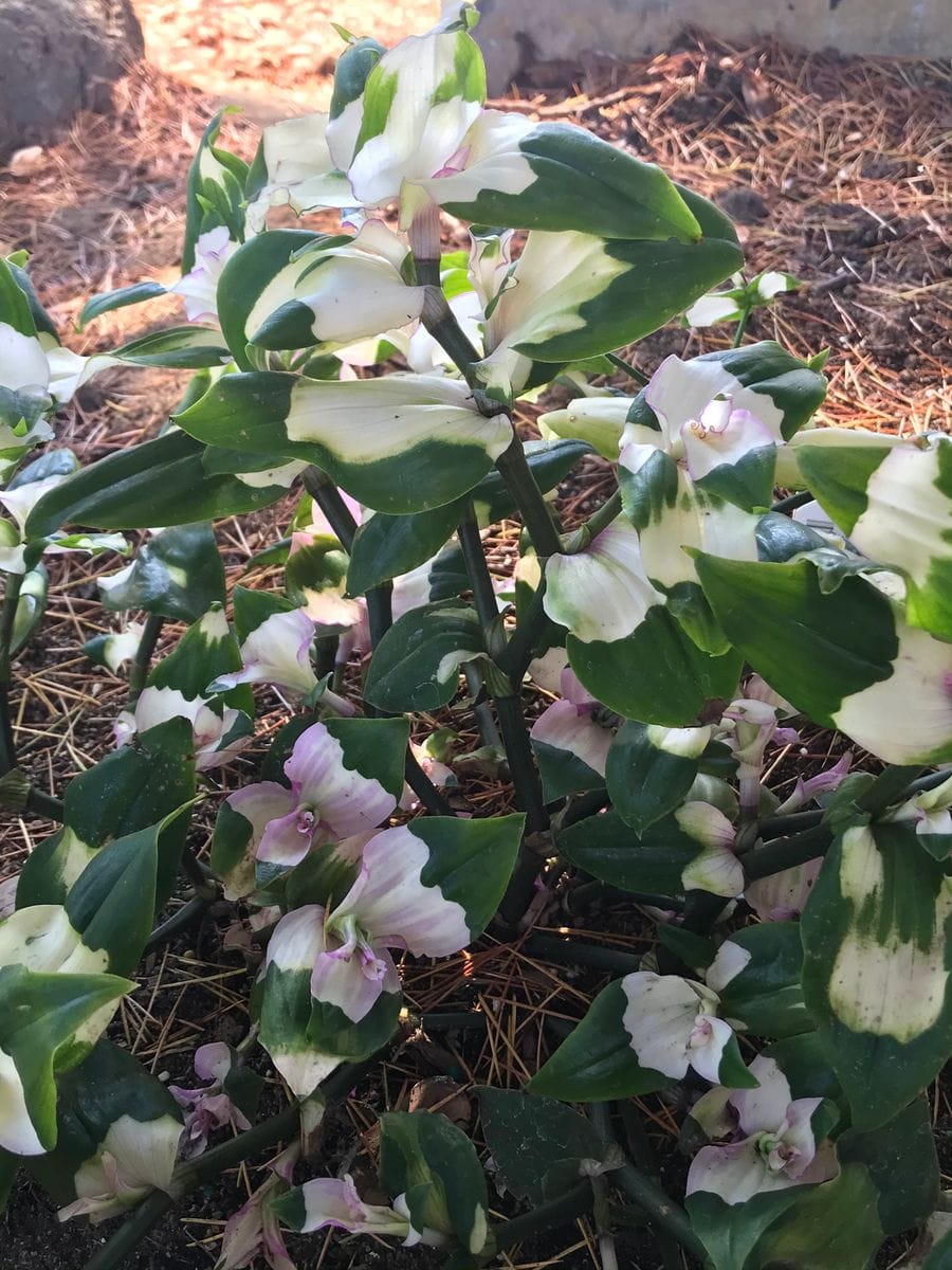 カラフルな葉っぱ🌿…これはツユクサでしょうか？🧐