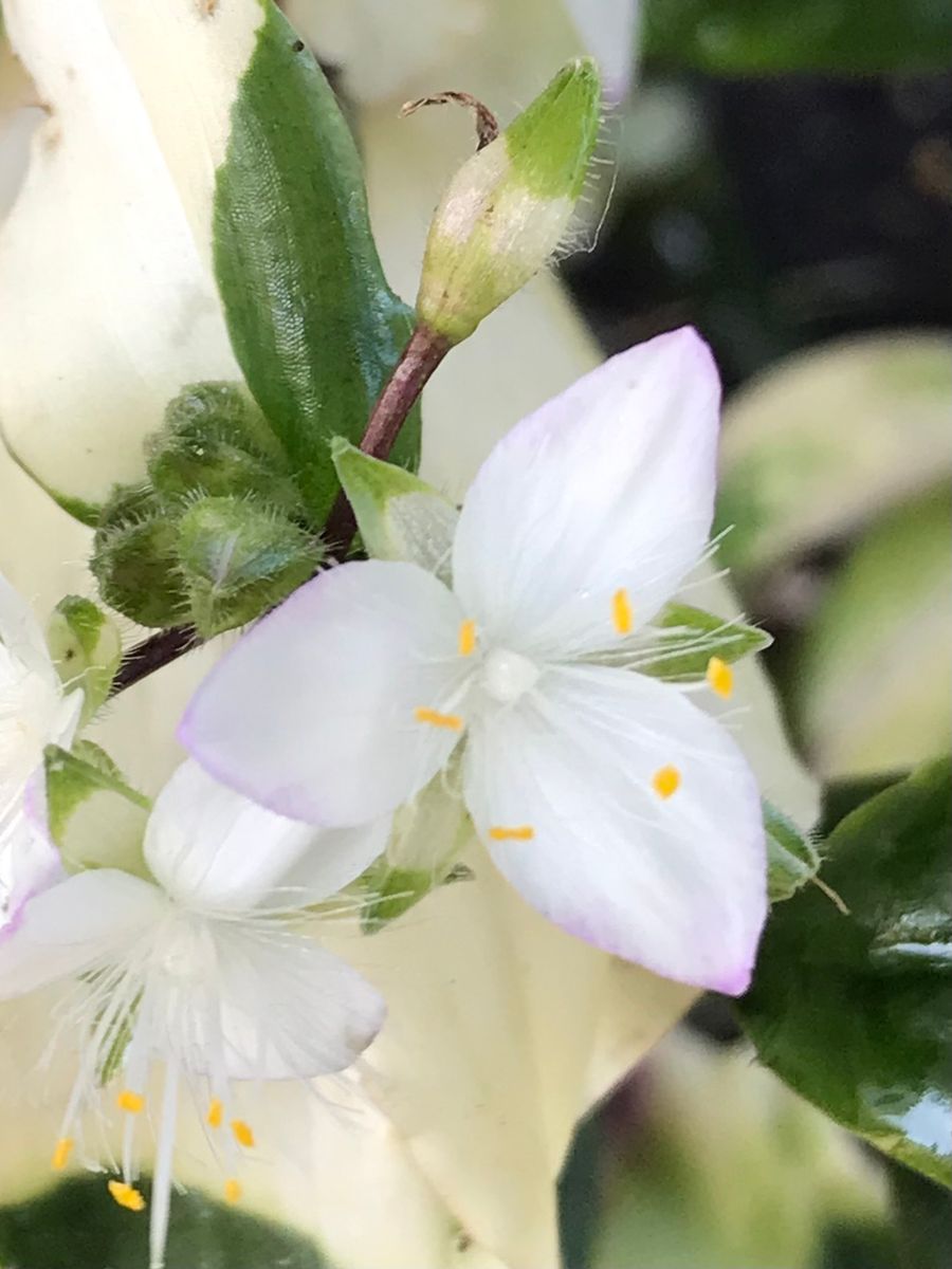 カラフルな葉っぱ🌿…これはツユクサでしょうか？🧐