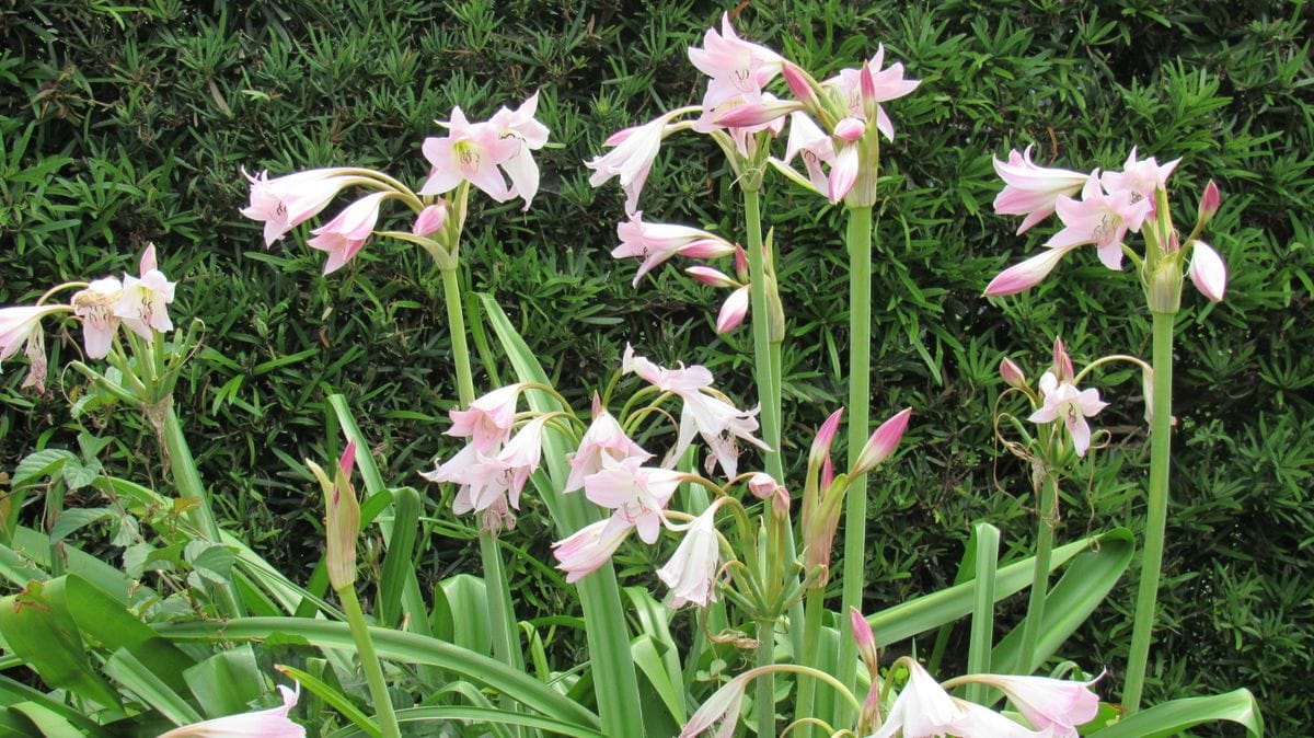 散歩道の花いろいろ