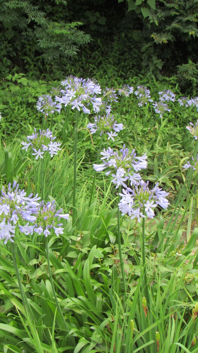 散歩道の花いろいろ