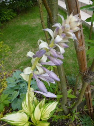 パトリオットの花茎が上がってきた