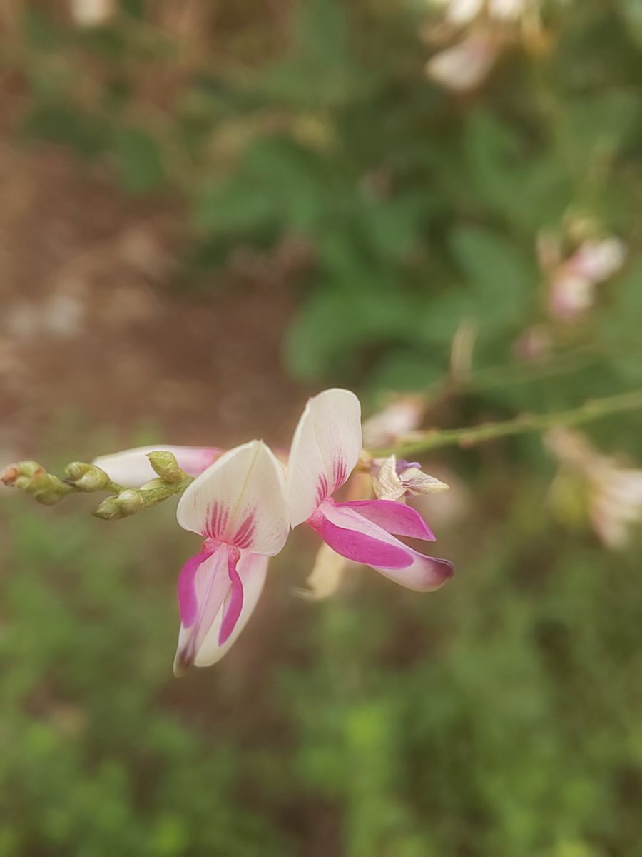 野菜の近況