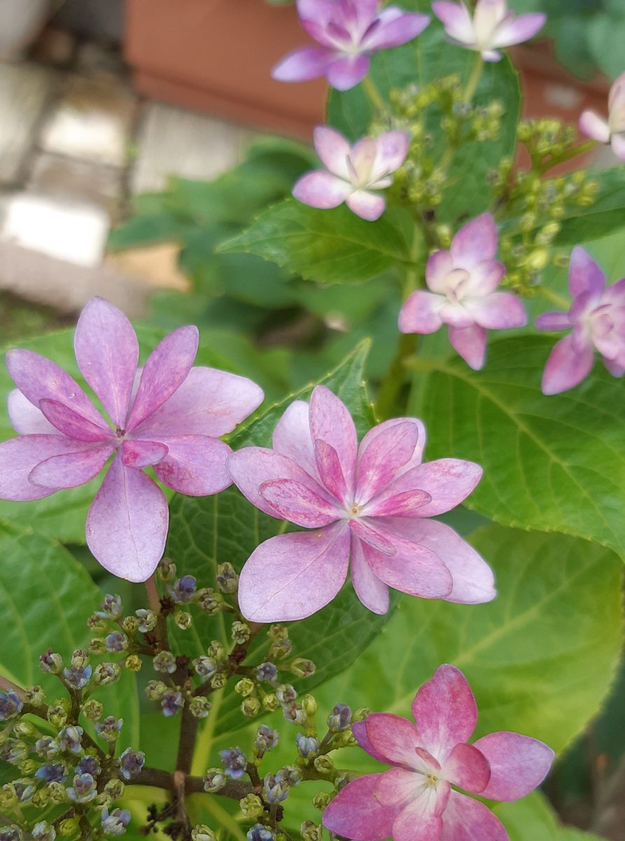 紫陽花➰ダンスパーティー