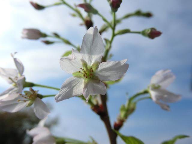 桜