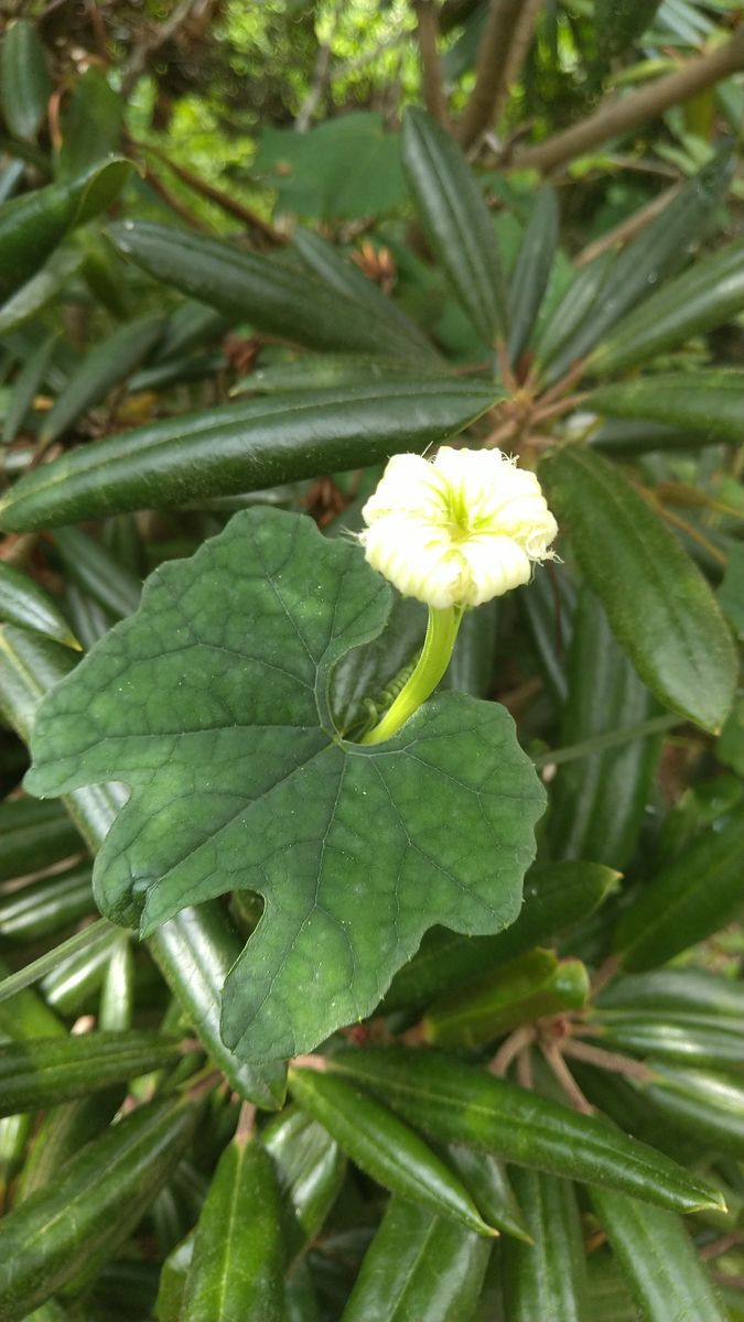 🌸我が家の庭から植物クイズ 🌸