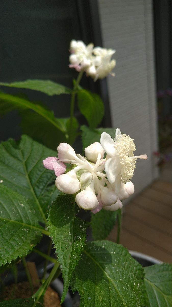 🌸我が家の庭から植物クイズ 🌸