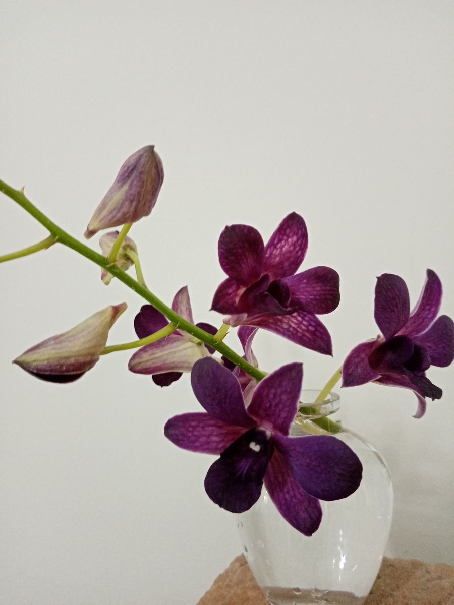 Den. Blue Violetta x Burana Dark Blue