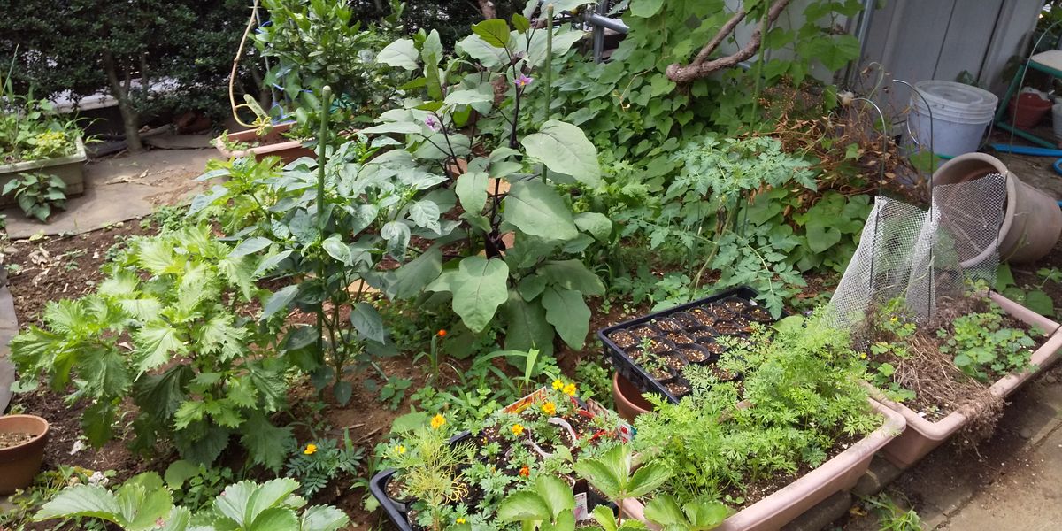 お庭野菜で麻婆茄子