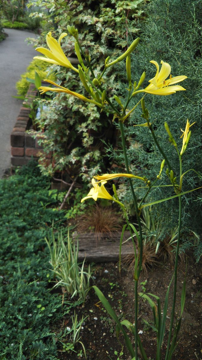 初夏の花盛り