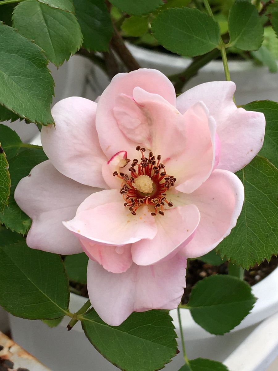 🌹P.Rose Garden 2021.06.25： 4/8