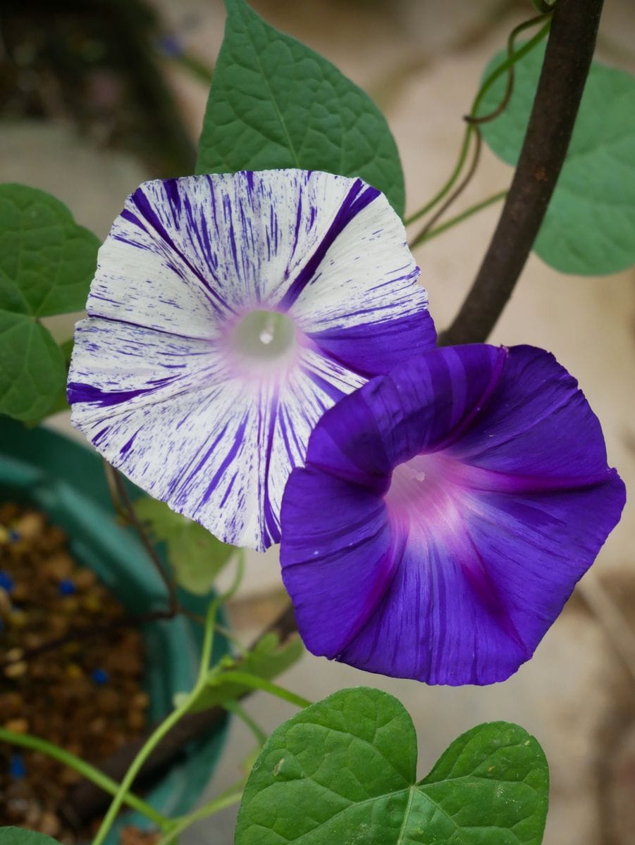 ♡ 初めてのお花たち ♡