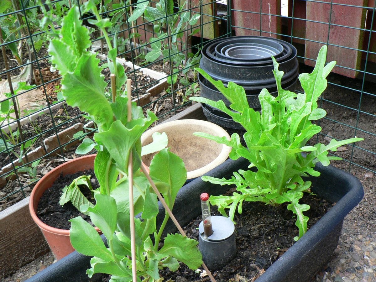 家庭菜園種、順調に成長中！