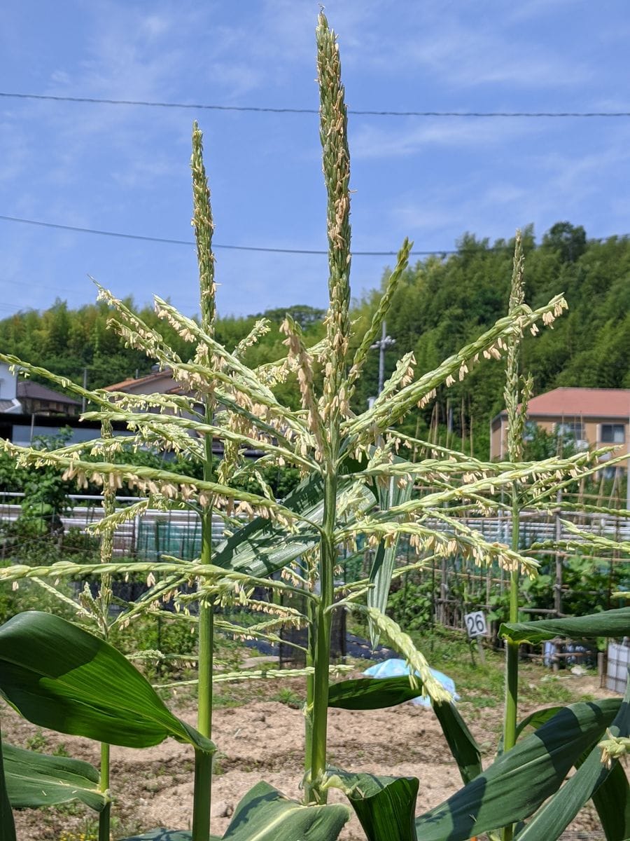 採れたてトウモロコシを食べてみたい