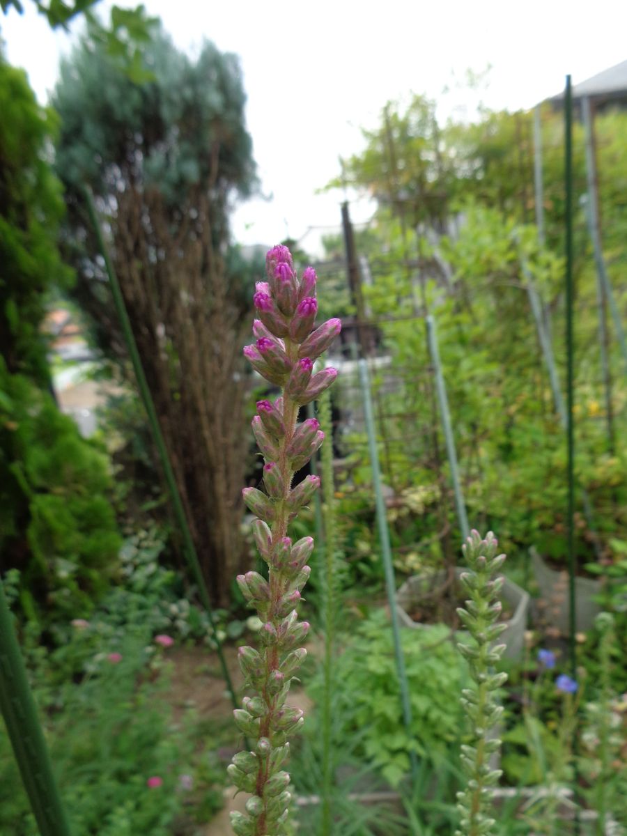 シュッと伸びて咲く花