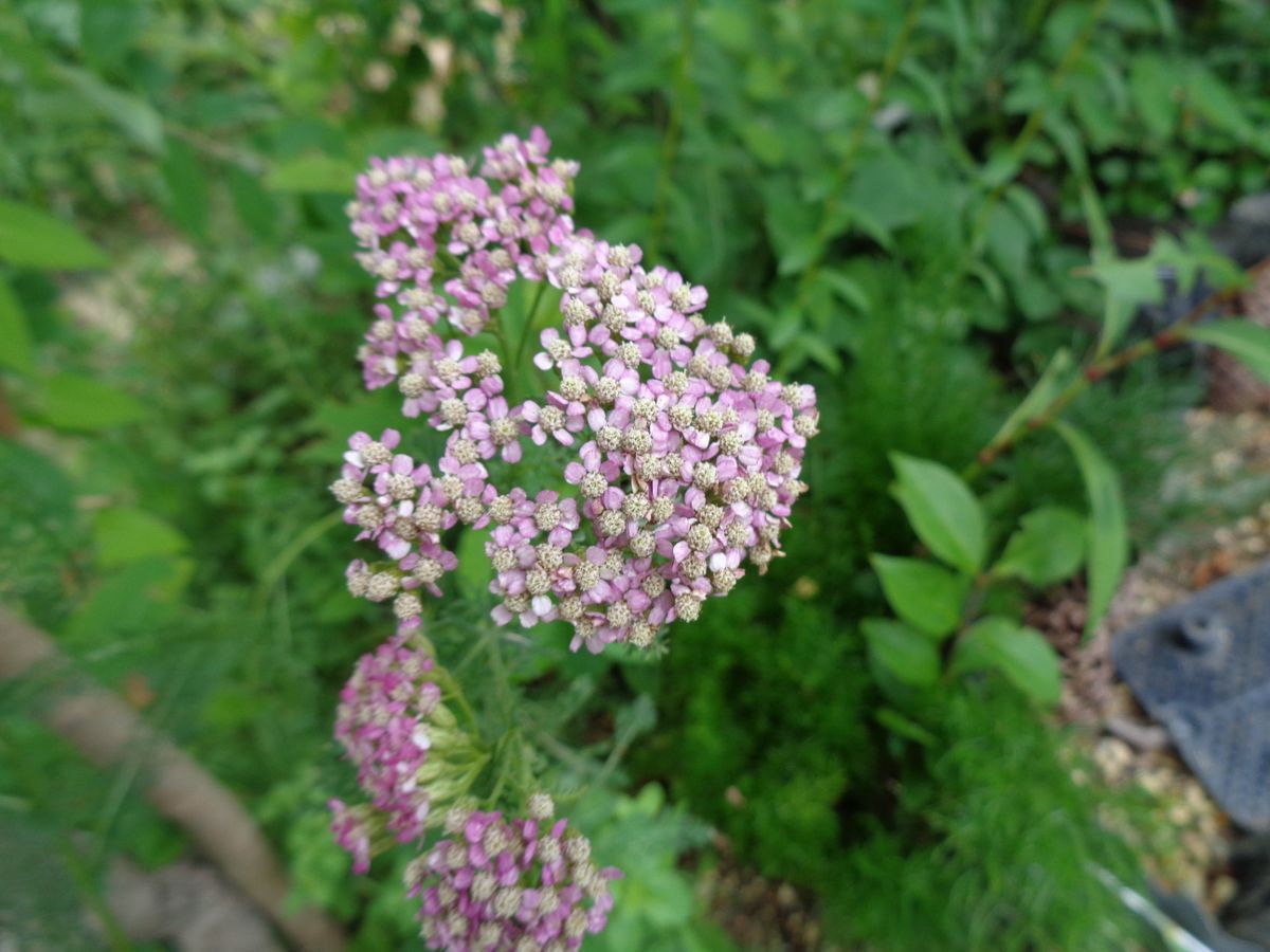 いろいろなお花たち