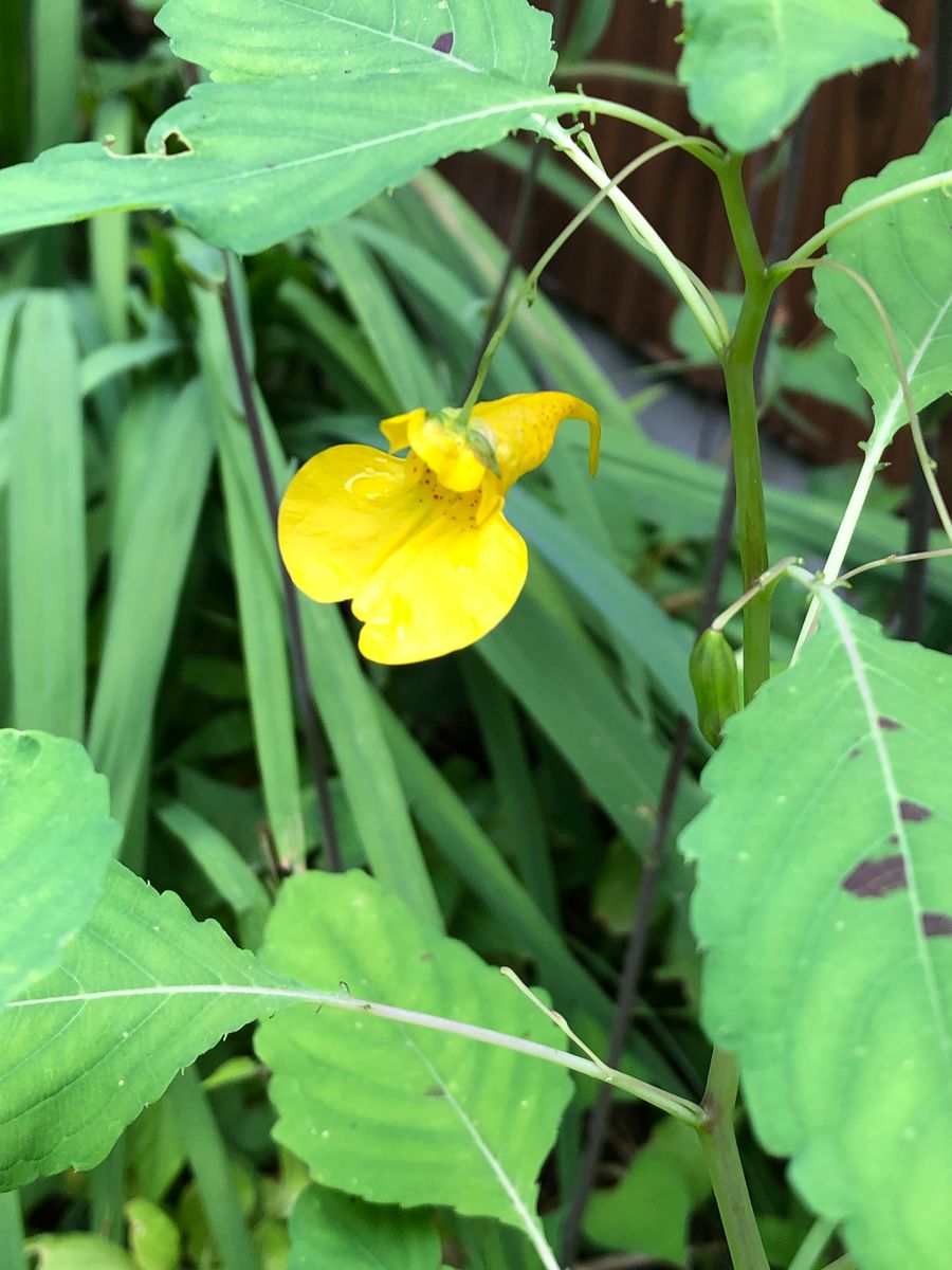 暑さにめげない　夏の花も