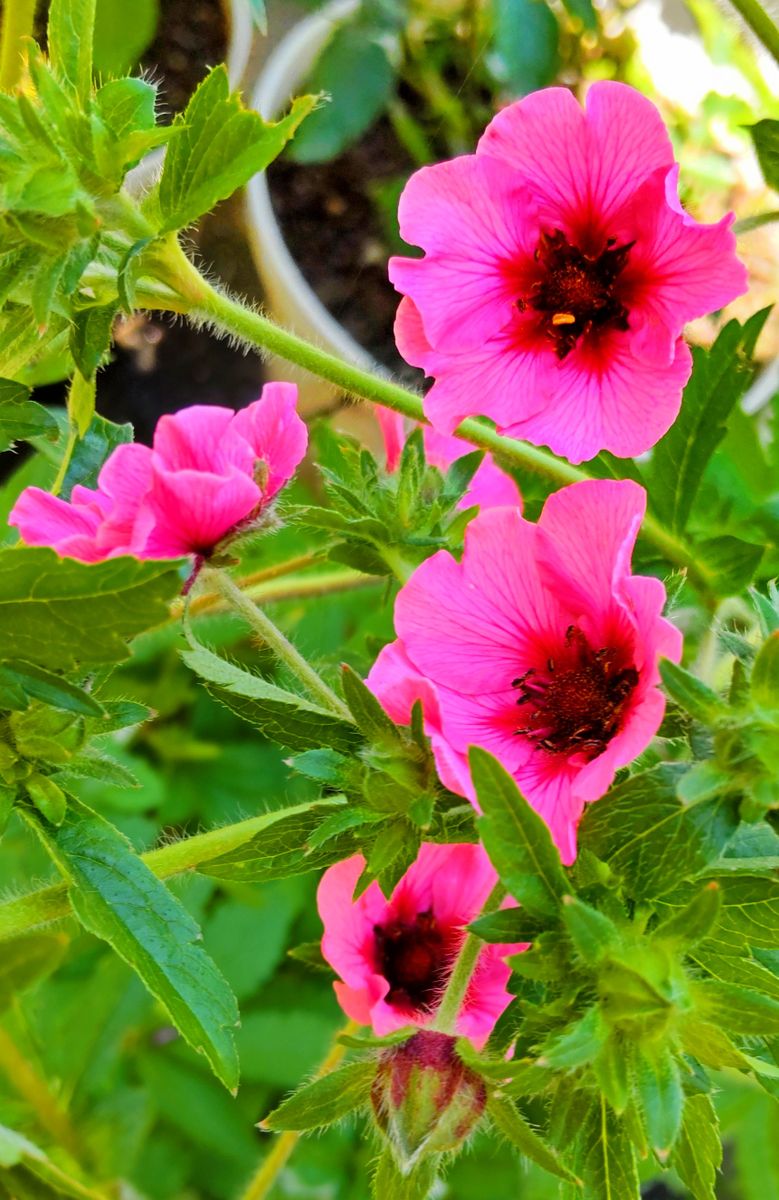 寒さに強い宿根草の開花