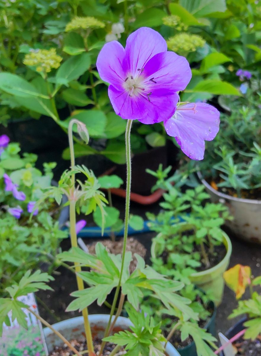 寒さに強い宿根草の開花