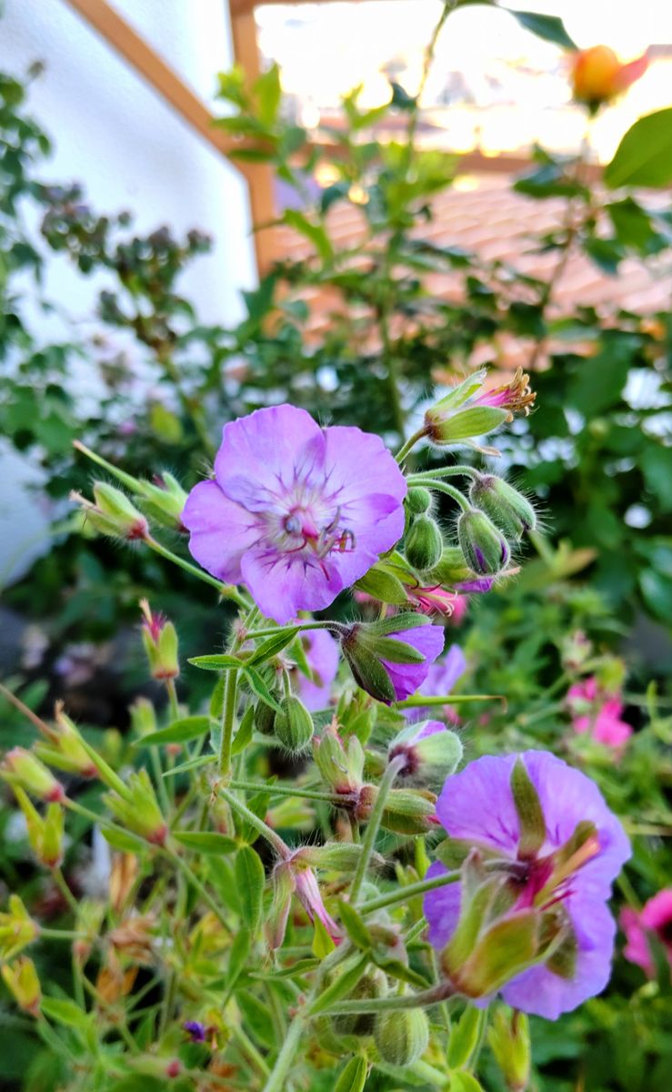 寒さに強い宿根草の開花